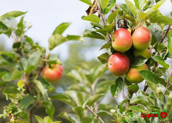 صادر کننده سیب درختی گلخانه ای