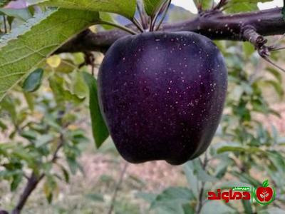 معرفی سیب سیاه تبتی + بهترین قیمت خرید