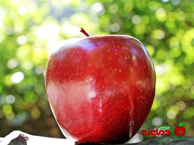 معرفی سیب میوه قرمز + بهترین قیمت خرید